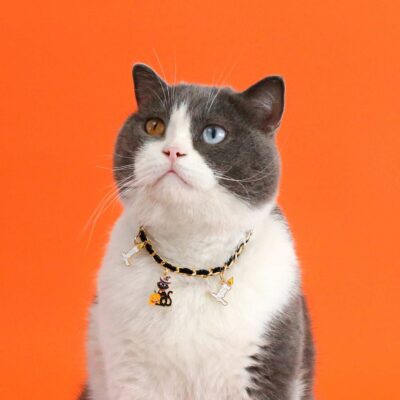Velvet Halloween Pet Collar Gothic Bat Dripping Design Adjustable Kitten Choker