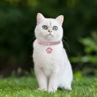 Pet Collar With Diamonds Mixed Color Cat Claws Elastic Dog Necklace Jewelry 23 - teedoges 512d7523 ed2d 4bd1 af00 fc516cdcd2b5 - teedoges