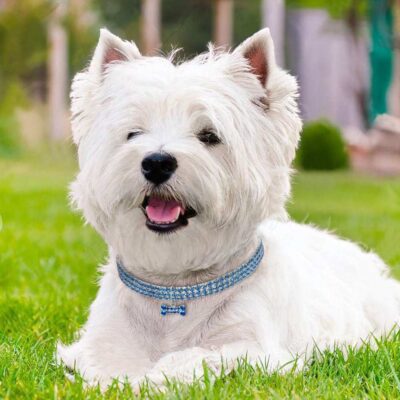 Crystal Bling Rhinestone Dog Collar Adjustable Pet Jewelry For Small Medium Dogs 17 - teedoges 62a2597b 3cae 4827 92ce 00fad832c266 - teedoges