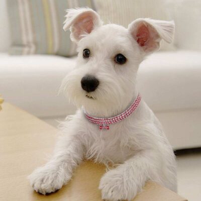 Crystal Bling Rhinestone Dog Collar Adjustable Pet Jewelry For Small Medium Dogs 15 - teedoges c41df470 6e96 4e6b b37d 254ac9322d05 - teedoges
